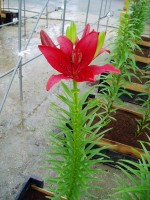 [1609 RedLatin No02.JPG]